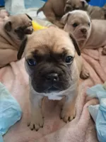 Baby, a female French Bulldog for sale in St. Louis, MO – 5 of 9