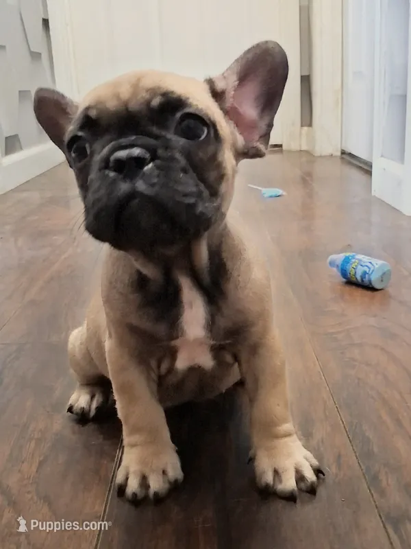 Royal – French Bulldog puppy for sale in St. Louis, MO