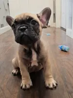 Royal, a female French Bulldog for sale in St. Louis, MO – 1 of 7