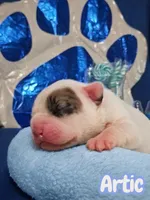 Artic, a female French Bulldog for sale in St. Louis, MO – 1 of 3