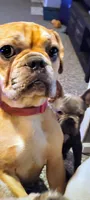 Buttercup, a female French Bulldog for sale in St. Louis, MO – 3 of 3