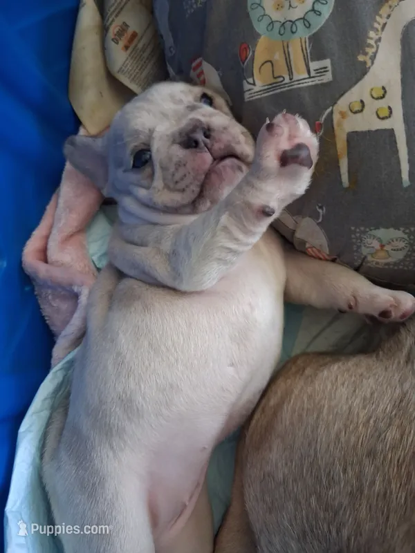 Tiffany – French Bulldog puppy for sale in St. Louis, MO