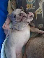 Tiffany, a female French Bulldog for sale in St. Louis, MO – 2 of 9