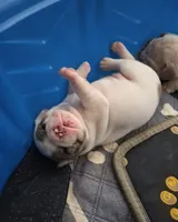 Arctic, a female French Bulldog for sale in St. Louis, MO – 3 of 7