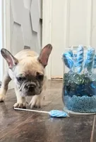 Denim, a female French Bulldog for sale in St. Louis, MO – 2 of 8