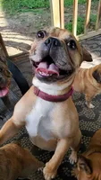 Buttercup, a female French Bulldog for sale in St. Louis, MO – 1 of 3
