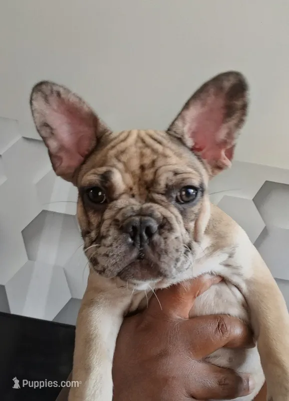 Denim – French Bulldog puppy for sale in St. Louis, MO