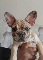 Denim*SALE, a female French Bulldog for sale in St. Louis, MO – 1 of 10
