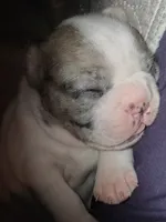 Arctic, a female French Bulldog for sale in St. Louis, MO – 4 of 7