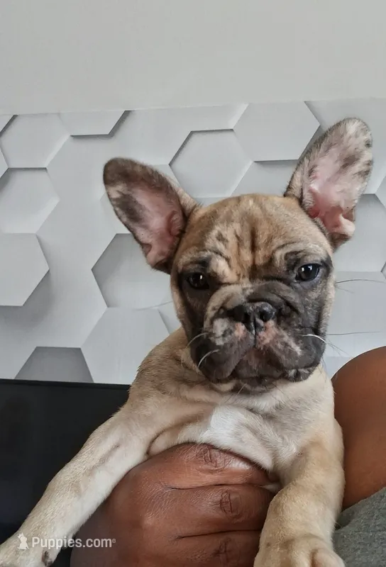 Ocean – French Bulldog puppy for sale in St. Louis, MO