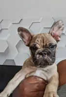 Ocean*SALE, a female French Bulldog for sale in St. Louis, MO – 1 of 9