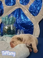 Tiffany , a female French Bulldog for sale in St. Louis, MO – 2 of 3
