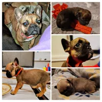 Nugget, a female French Bulldog for sale in St. Louis, MO – 2 of 2