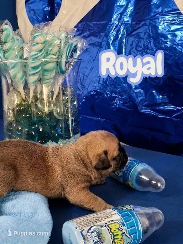 Royal – French Bulldog puppy for sale in St. Louis, MO