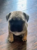 Baby, a female French Bulldog for sale in St. Louis, MO – 4 of 9