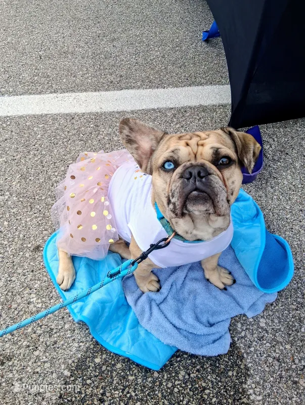 Bleu, a female French Bulldog for sale in St. Louis, MO – 1 of 8