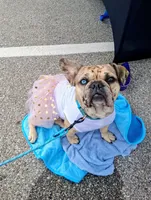 Bleu, a female French Bulldog for sale in St. Louis, MO – 1 of 8