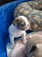 Arctic, a female French Bulldog for sale in St. Louis, MO – 4 of 7