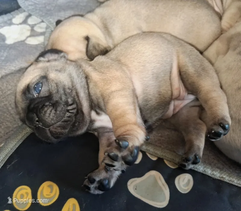 Royal – French Bulldog puppy for sale in St. Louis, MO
