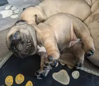 Royal, a female French Bulldog for sale in St. Louis, MO – 4 of 7