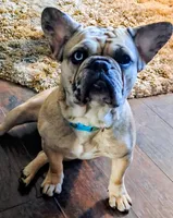 Bleu, a female French Bulldog for sale in St. Louis, MO – 7 of 8
