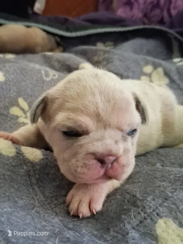 Tiffany – French Bulldog puppy for sale in St. Louis, MO