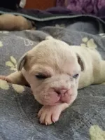 Tiffany, a female French Bulldog for sale in St. Louis, MO – 4 of 9