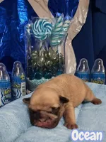 Ocean, a female French Bulldog for sale in St. Louis, MO – 1 of 2
