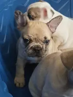Denim, a female French Bulldog for sale in St. Louis, MO – 4 of 8
