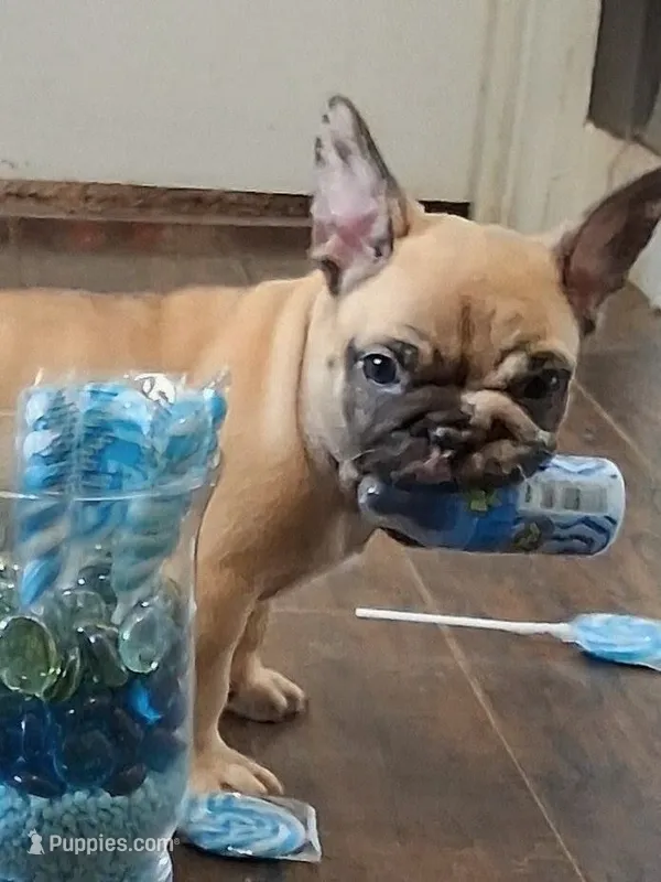 Ocean – French Bulldog puppy for sale in St. Louis, MO