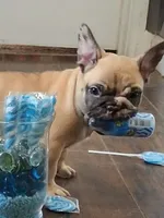Ocean, a female French Bulldog for sale in St. Louis, MO – 1 of 7