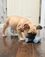 Baby, a female French Bulldog for sale in St. Louis, MO – 2 of 9
