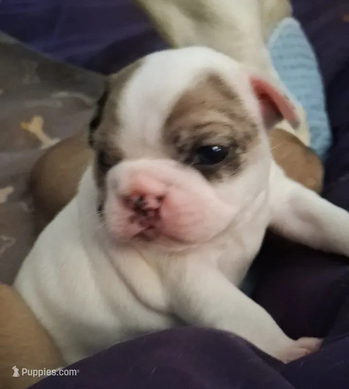 Arctic – French Bulldog puppy for sale in St. Louis, MO