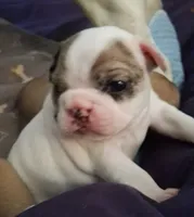 Arctic, a female French Bulldog for sale in St. Louis, MO – 1 of 7