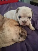 Tiffany, a female French Bulldog for sale in St. Louis, MO – 3 of 9