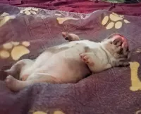 Denim, a female French Bulldog for sale in St. Louis, MO – 6 of 8