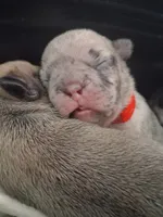 Denim, a female French Bulldog for sale in St. Louis, MO – 3 of 3