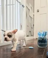 Arctic, a female French Bulldog for sale in St. Louis, MO – 2 of 7