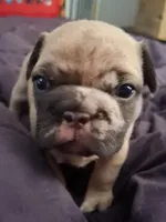 Ocean, a female French Bulldog for sale in St. Louis, MO – 4 of 7