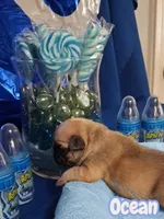 Ocean, a female French Bulldog for sale in St. Louis, MO – 2 of 2