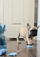 Royal, a female French Bulldog for sale in St. Louis, MO – 2 of 7