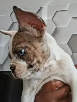 Arctic*SALE, a female French Bulldog for sale in St. Louis, MO – 3 of 10