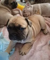 Baby, a female French Bulldog for sale in St. Louis, MO – 6 of 9