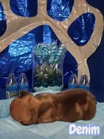 Denim, a female French Bulldog for sale in St. Louis, MO – 2 of 3