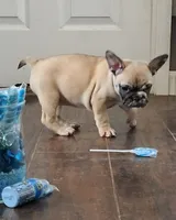 Ocean, a female French Bulldog for sale in St. Louis, MO – 2 of 7