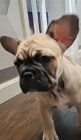 Baby, a female French Bulldog for sale in St. Louis, MO – 1 of 9