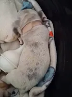 Tiffany , a female French Bulldog for sale in St. Louis, MO – 3 of 3