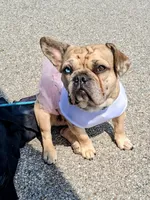 Bleu, a female French Bulldog for sale in St. Louis, MO – 4 of 8