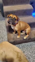 Maximilian, a male French Bulldog for sale in St. Louis, MO – 2 of 3