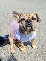 Bleu, a female French Bulldog for sale in St. Louis, MO – 5 of 8
